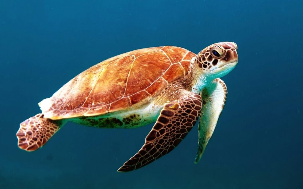 Green sea turtle