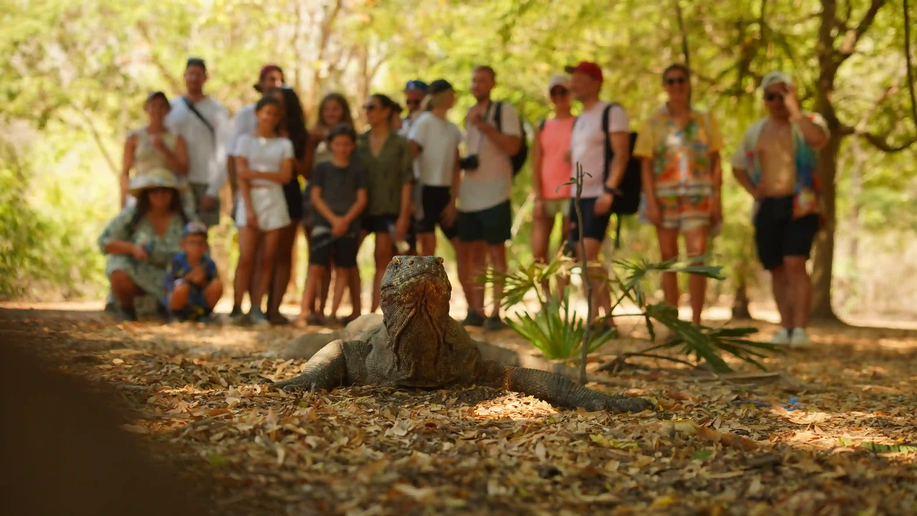 Komodo Dragon — Komodo National Park
