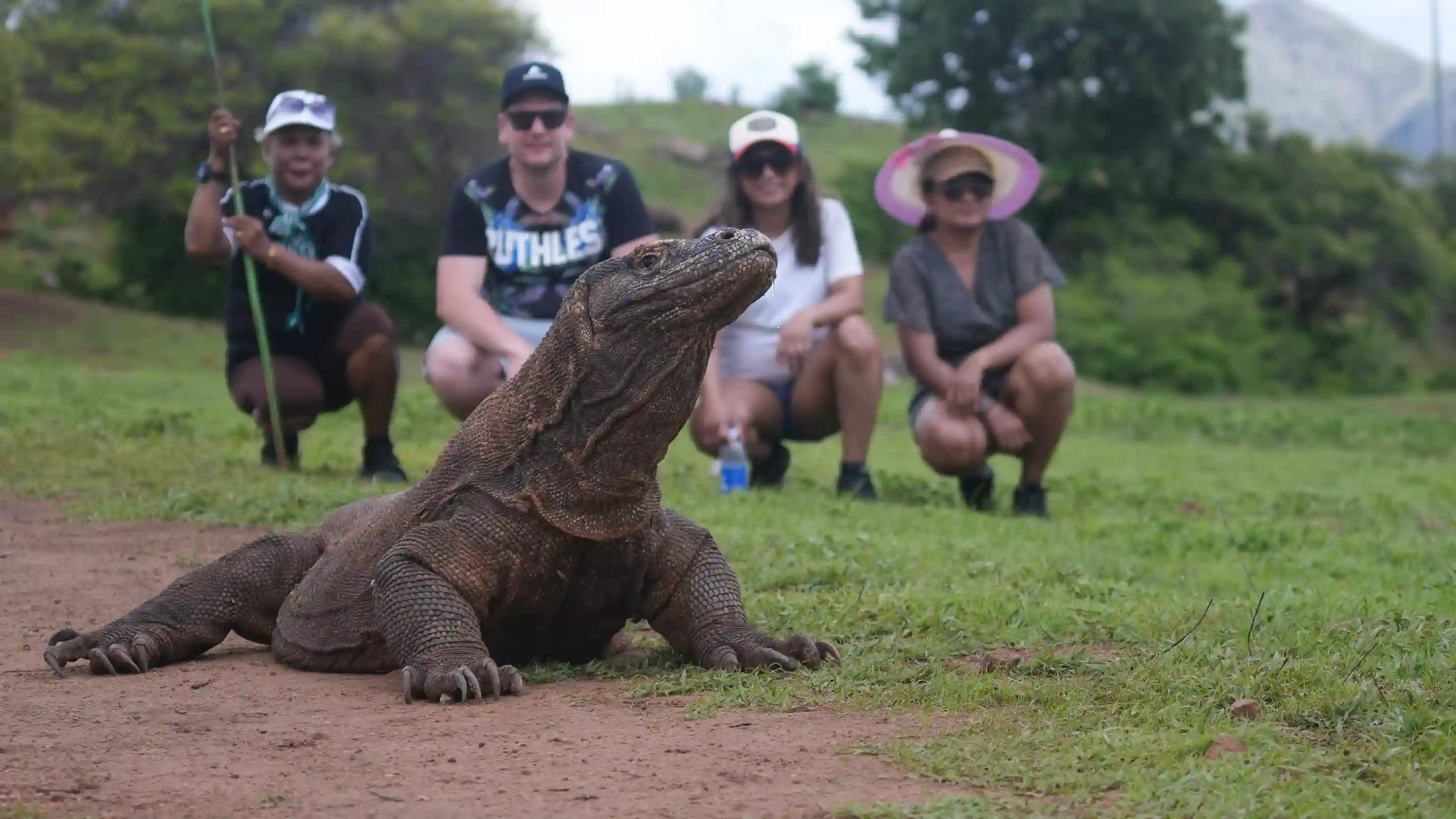 Komodo Dragon in Komodo Island — Komodo National Park