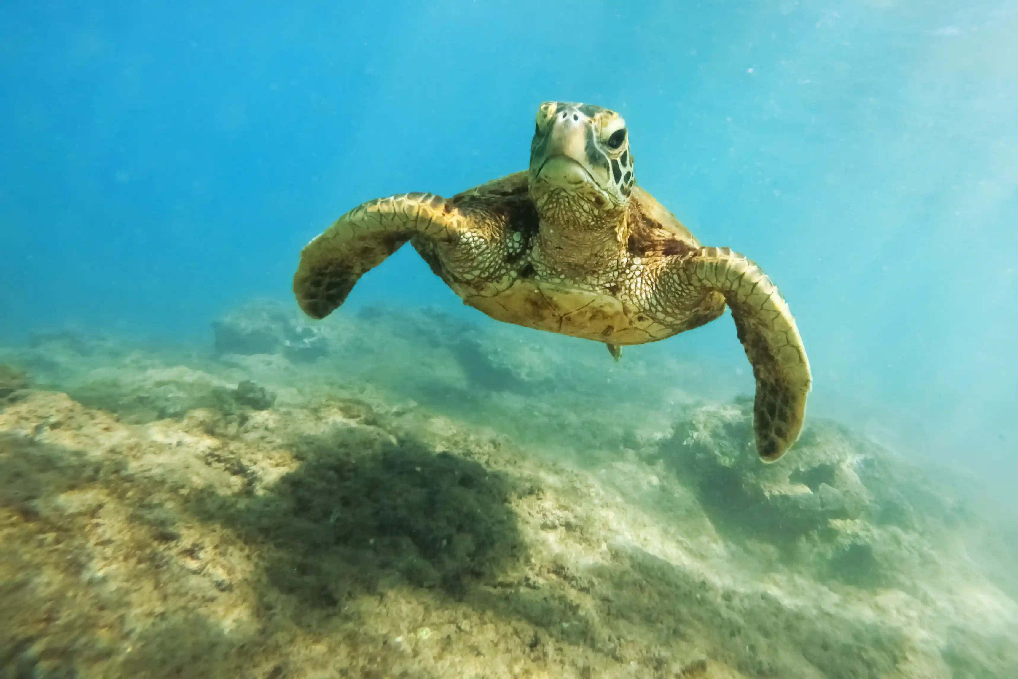 Green sea turtle