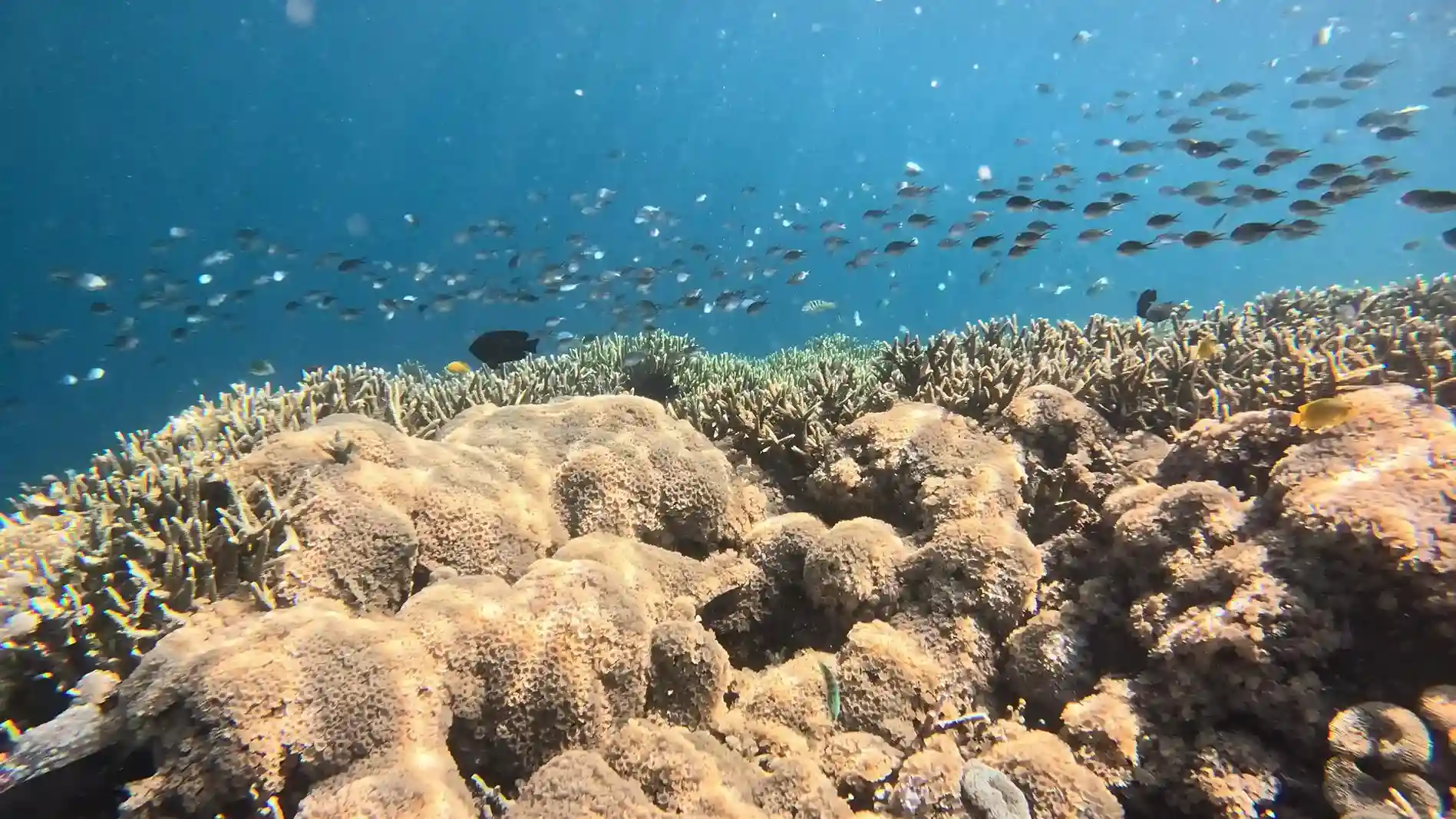 Coral reef snorkeling