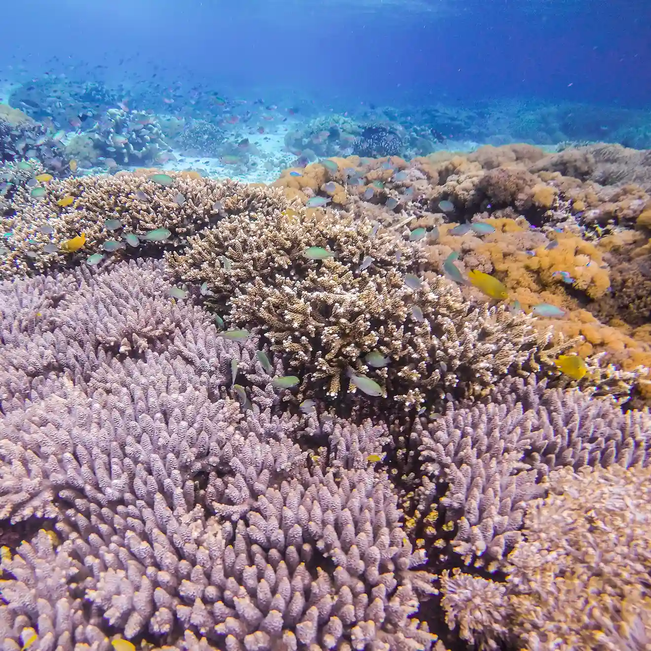 Phinisi Elbark At Sea — Komodo National Park, by our operator Komodo Luxury