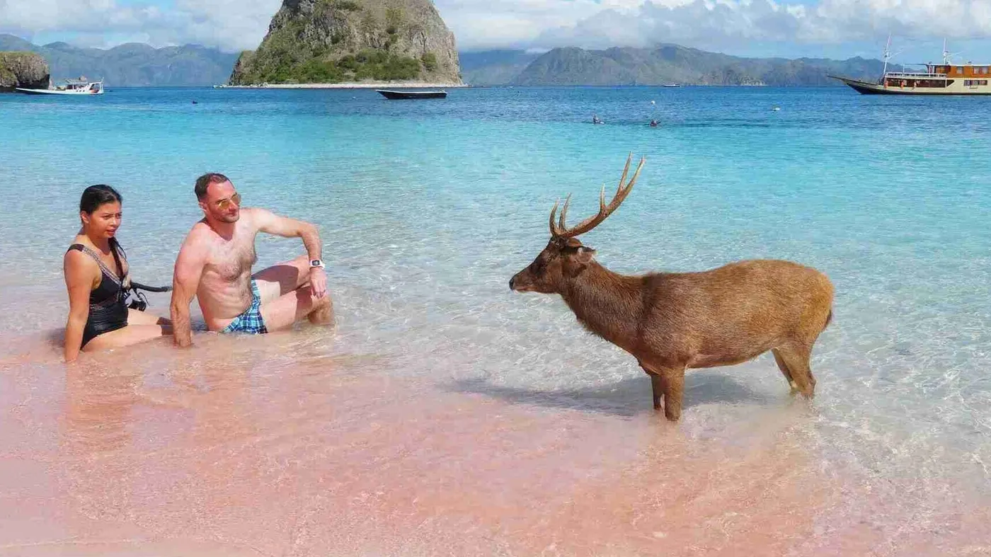 Beautiful Pink Beach Labuan Bajo — Komodo National Park