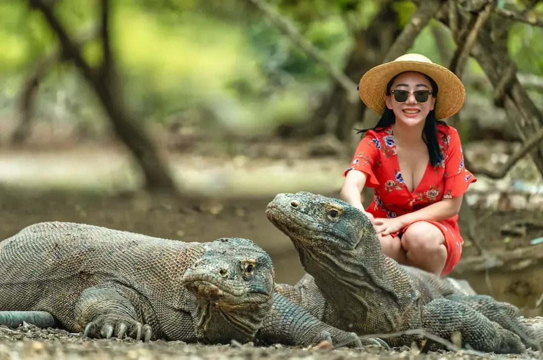 Komodo Dragon On National Park — Komodo National Park