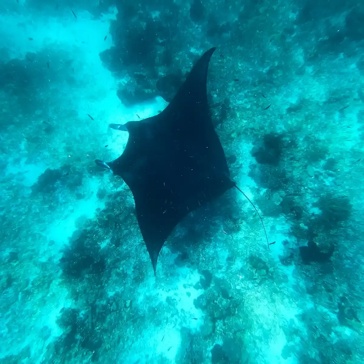 Labuan Bajo Manta Ray — Komodo National Park