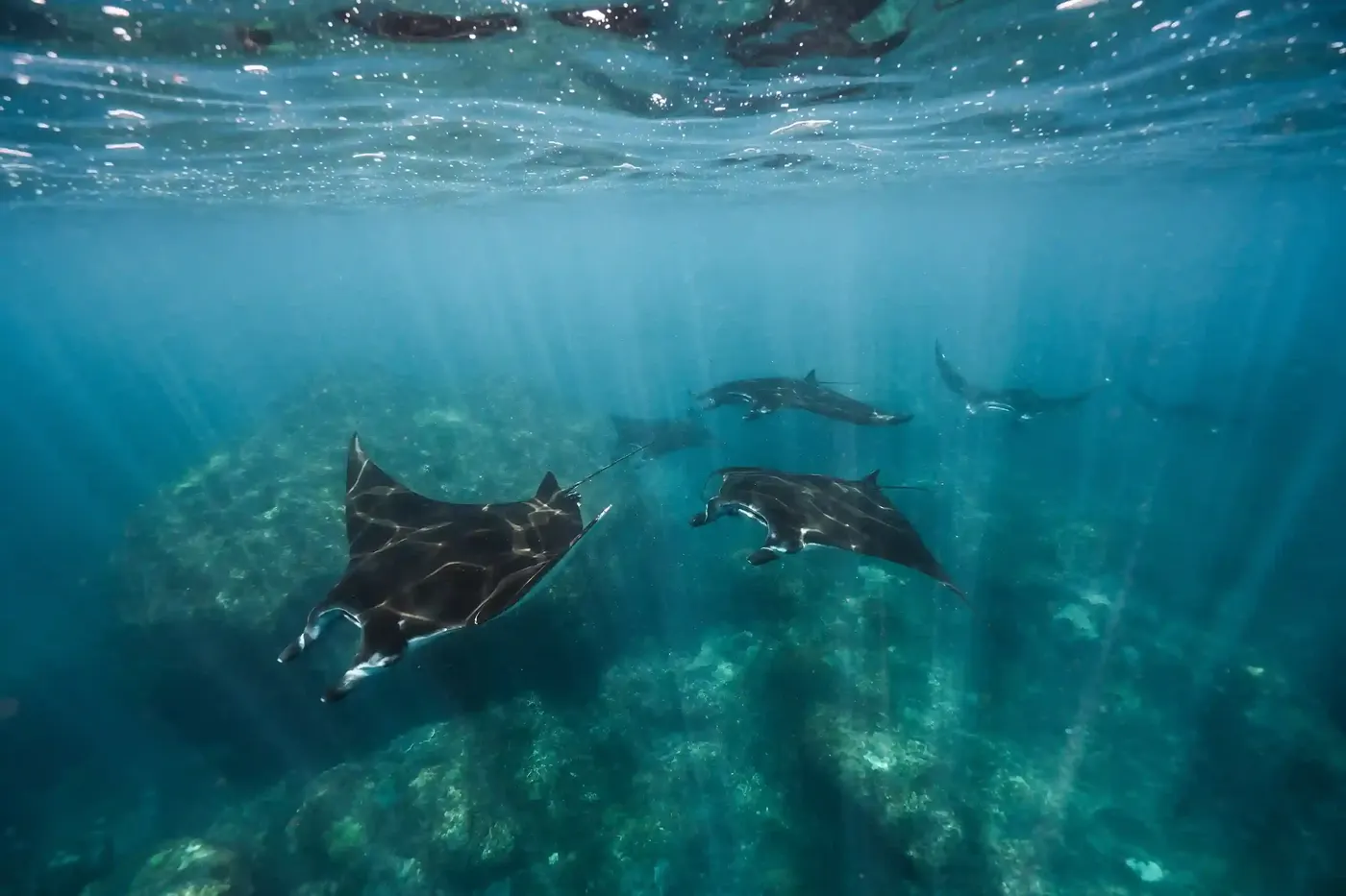 Manta Point Labuan Bajo — Komodo National Park
