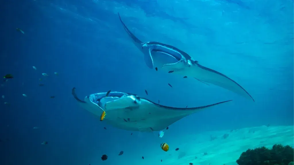 Manta Point Makassar Reef — Komodo National Park