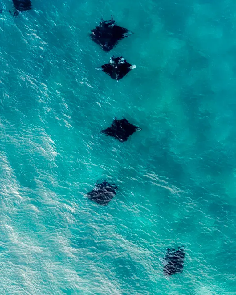 Manta Ray In Komodo National Park — Komodo National Park, by our operator Komodo Luxury