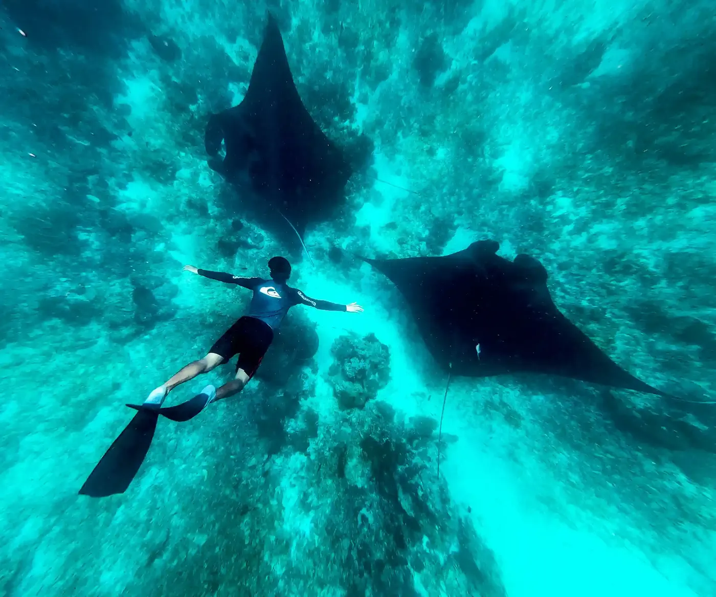 Manta Rays On Komodo National Park Komodo Island — Komodo National Park