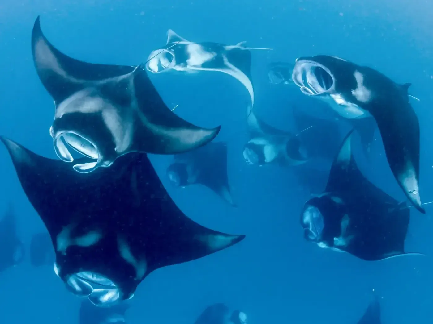 Manta Rays Point — Komodo National Park