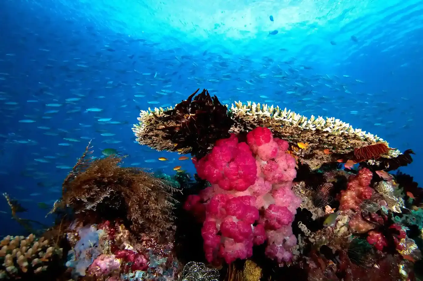 Raja Ampat Diving Underwater — Komodo National Park