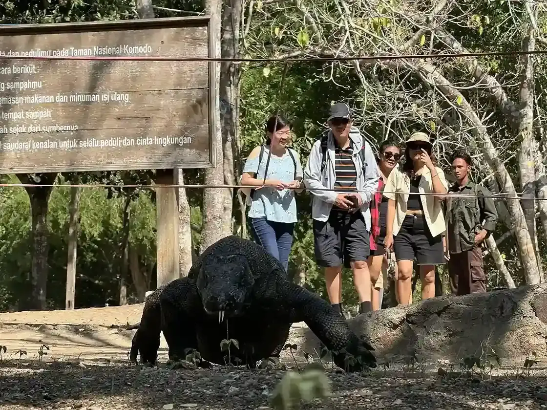 Seeing Dragons On Rinca Island — Komodo National Park, by our operator Komodo Luxury