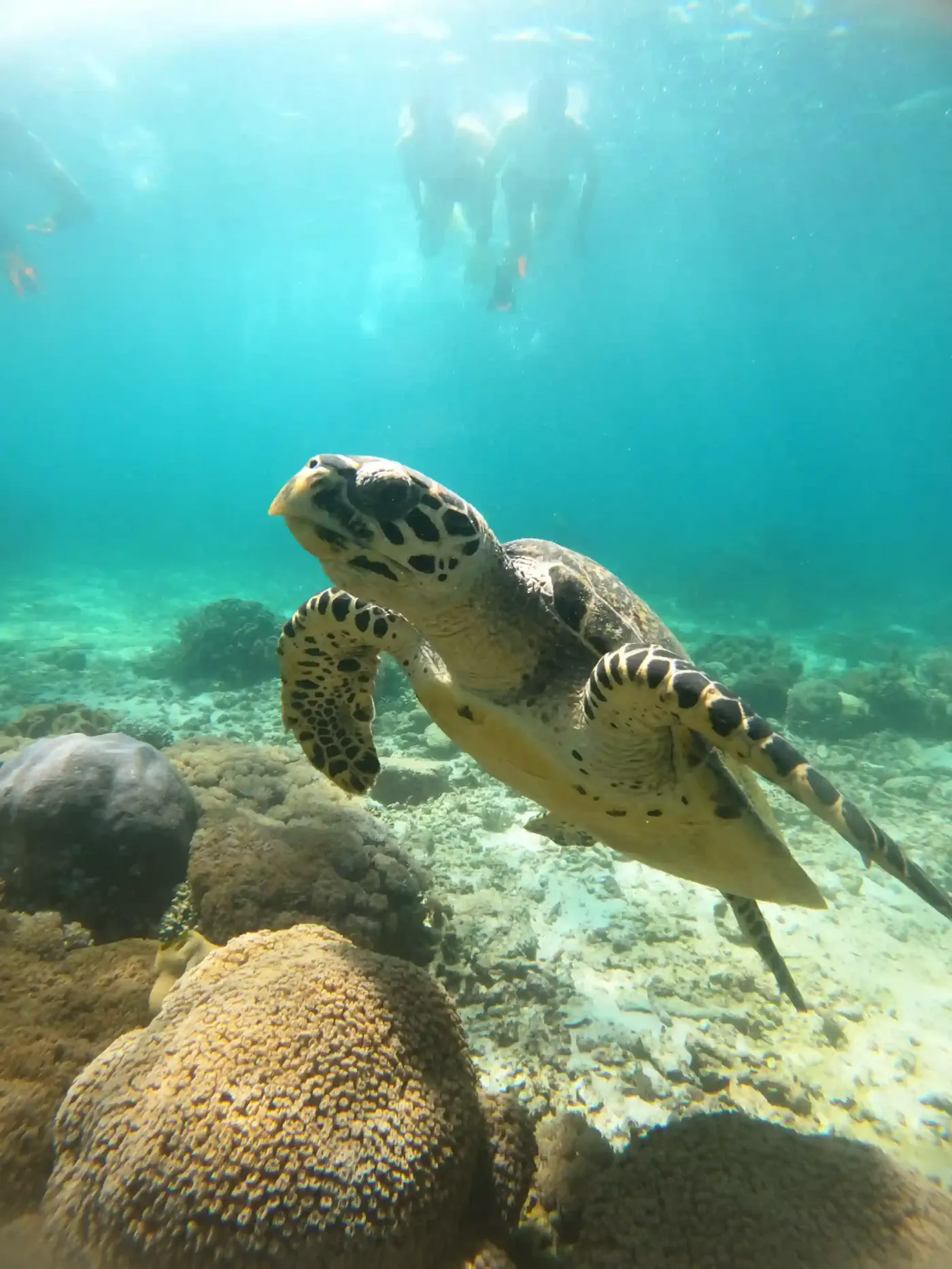 Snorkeling Hatta Island — Komodo National Park, by our operator Komodo Luxury