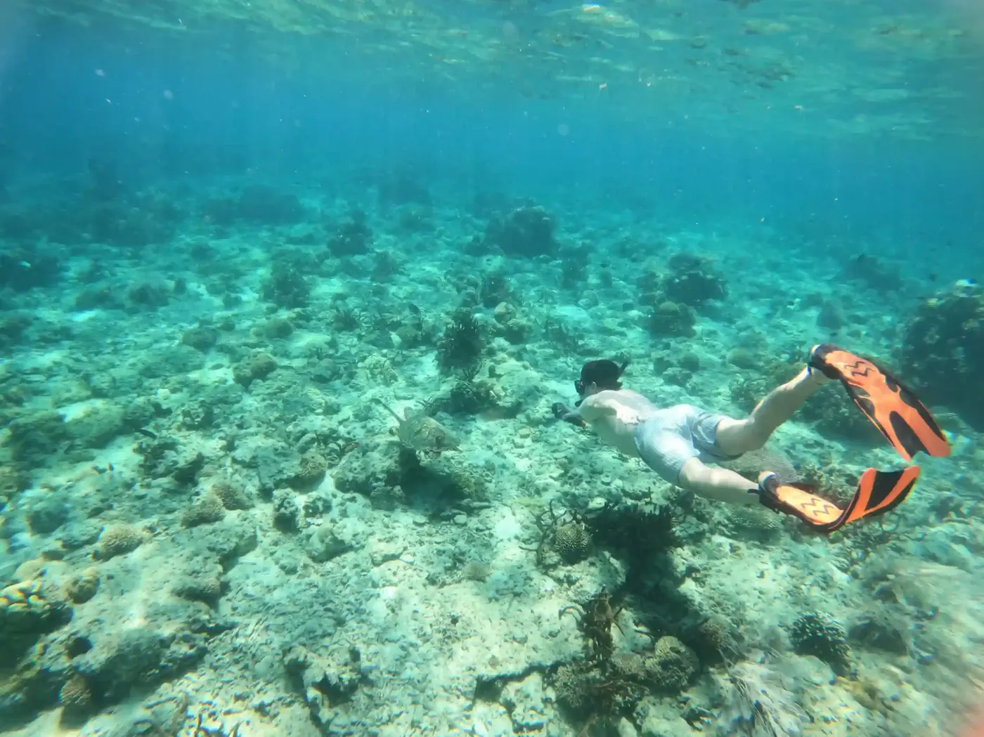 Snorkeling Reef Fish Komodo — Komodo National Park, by our operator Komodo Luxury