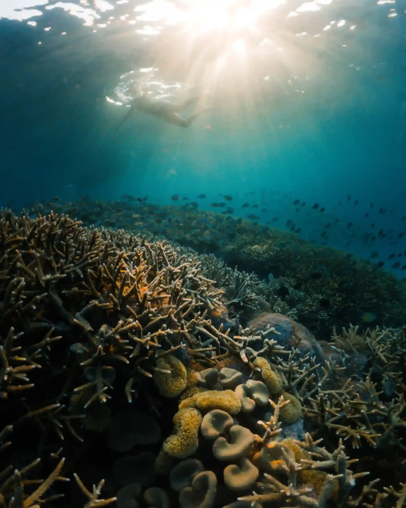 Snorkeling Surface Raja Ampat — Komodo National Park, by our operator Komodo Luxury