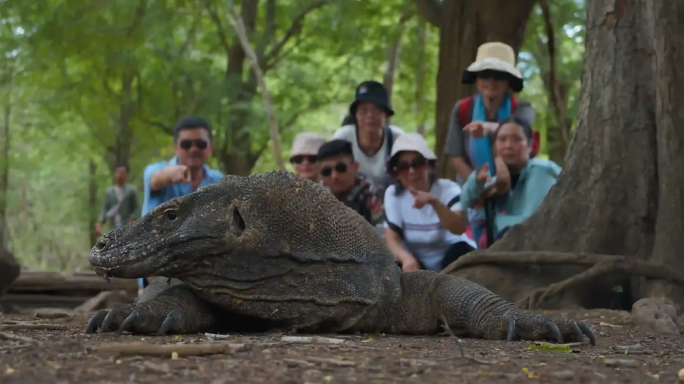 Things To Do On Rinca Island — Komodo National Park, by our operator Komodo Luxury