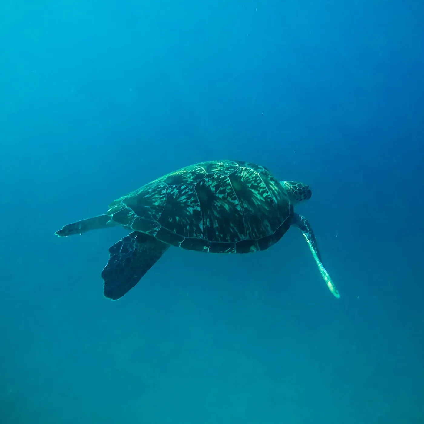 Turtle On Siaba Island Komodo National Park Komodo — Komodo National Park